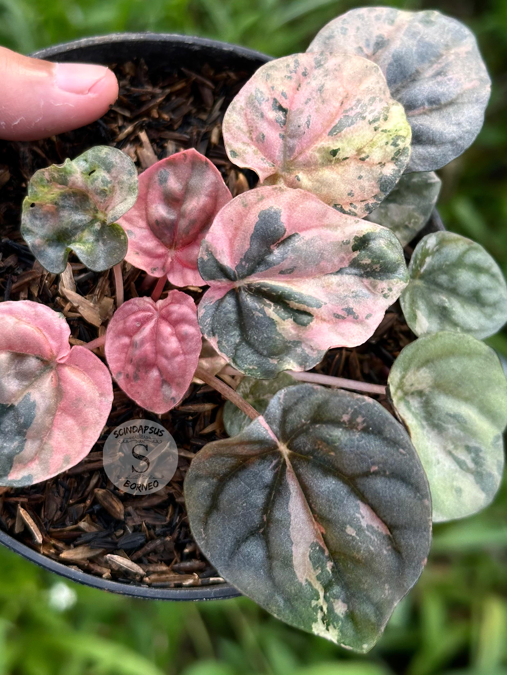 Peperomia Pink Lady Indo - Scindapsus Borneo