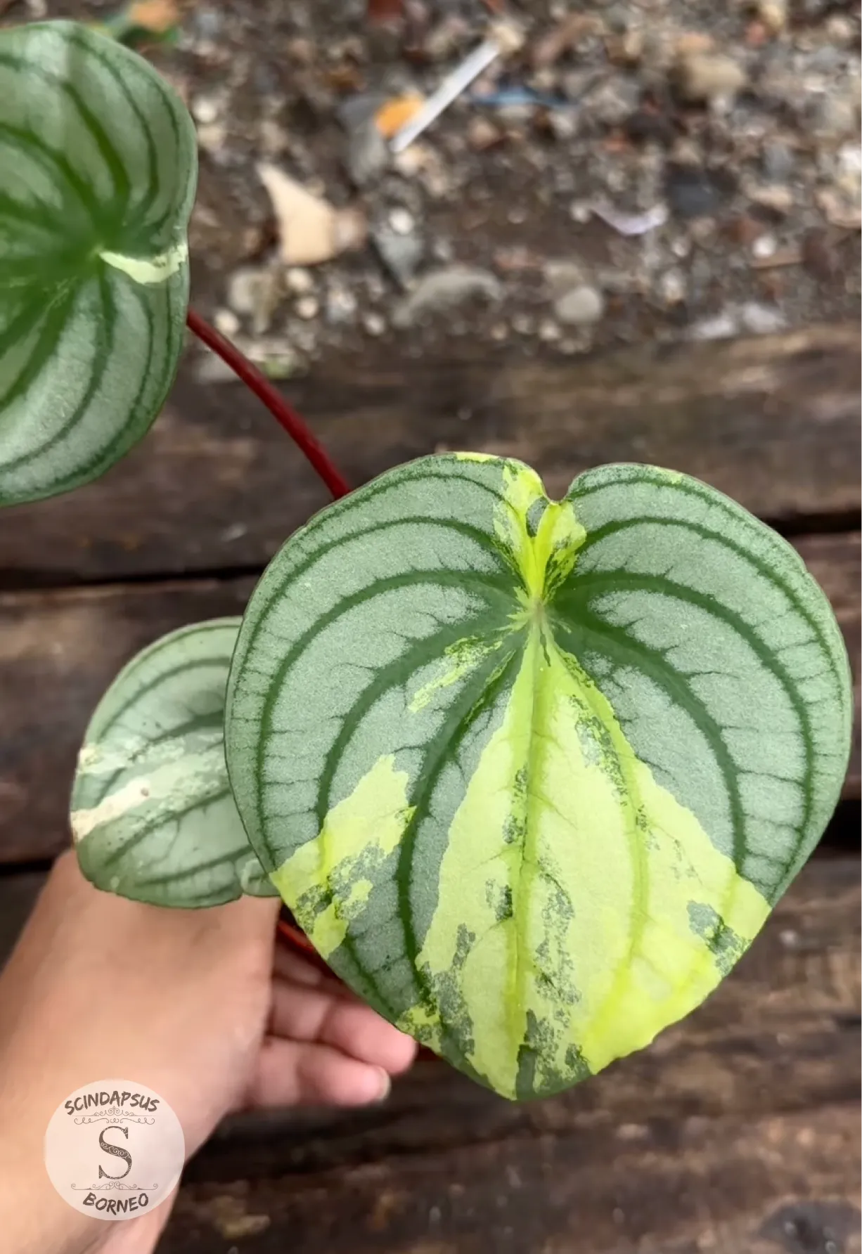 Peperomia Argyreia (Water Melon Variegated) - Scindapsus Borneo