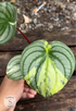 Peperomia Argyreia (Water Melon Variegated) - Scindapsus Borneo