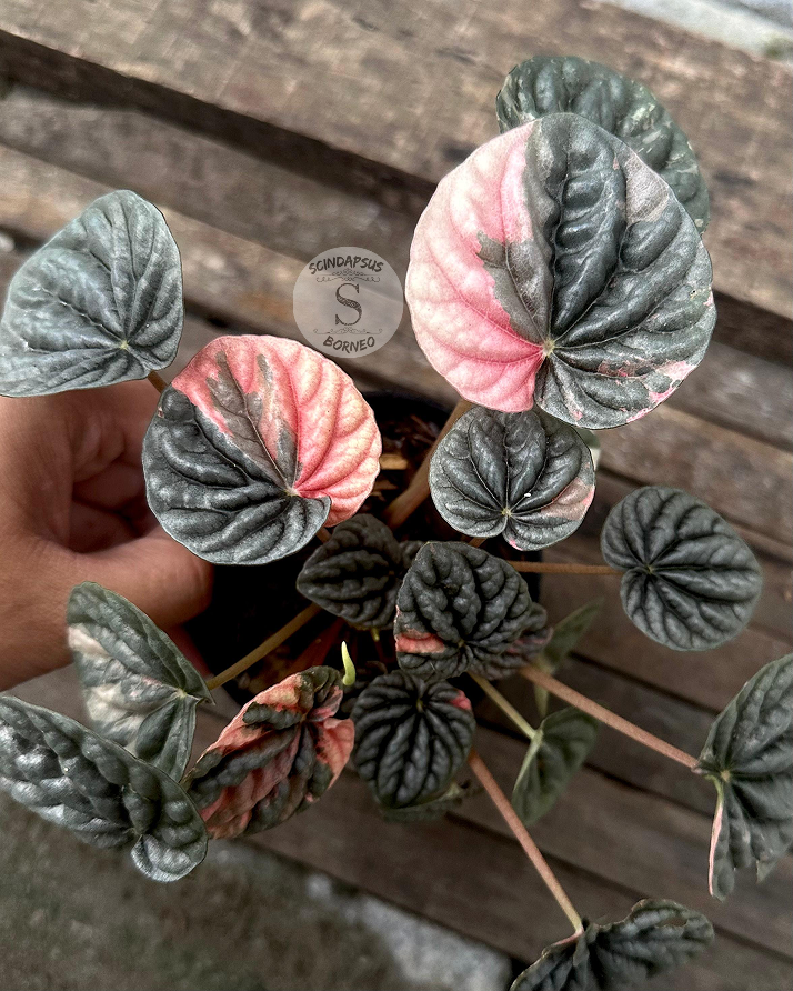 Peperomia ‘Eclisse Rose’ - Scindapsus Borneo