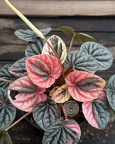 Peperomia ‘Eclisse Rose’ - Scindapsus Borneo
