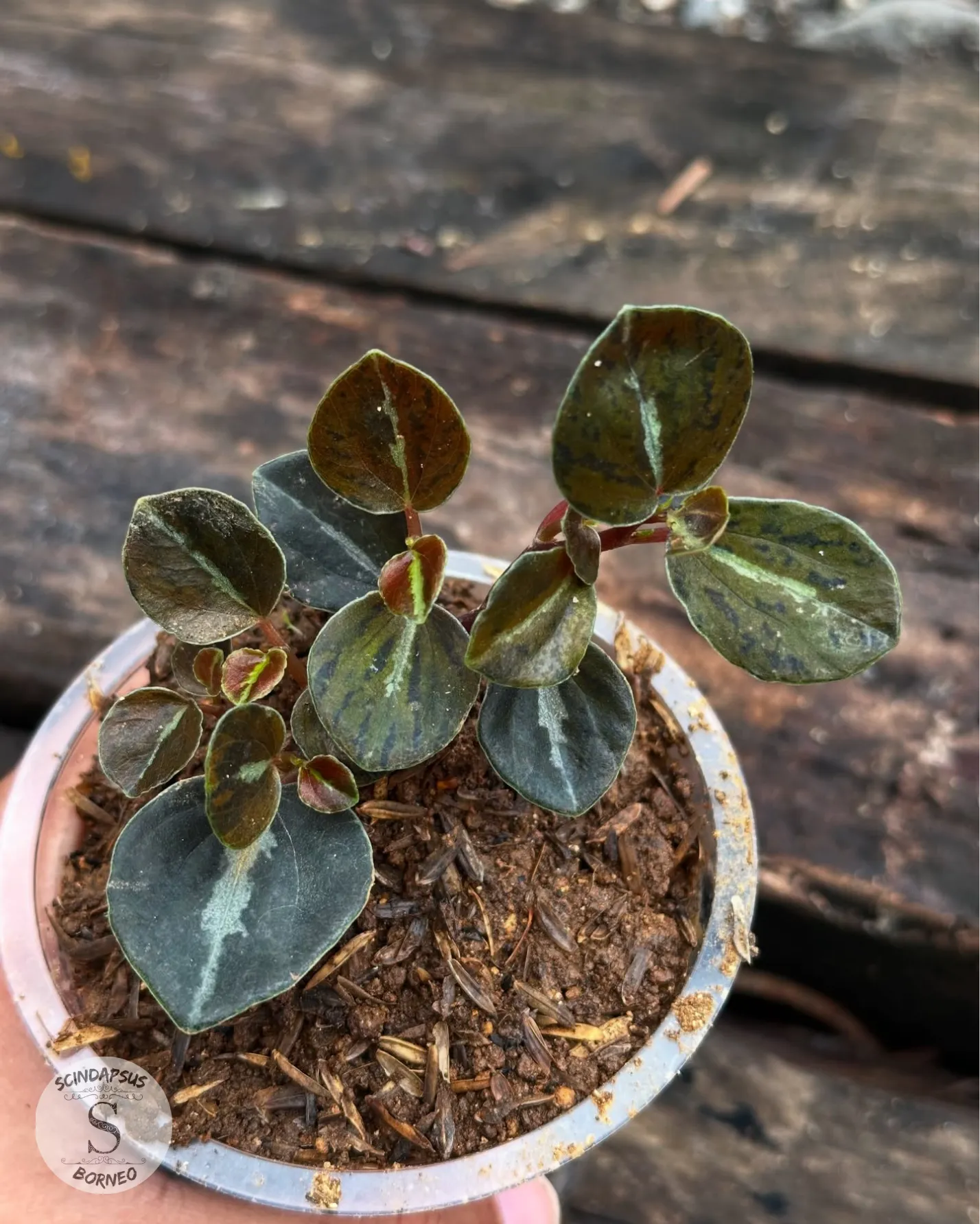 Peperomia Metalica - Scindapsus Borneo