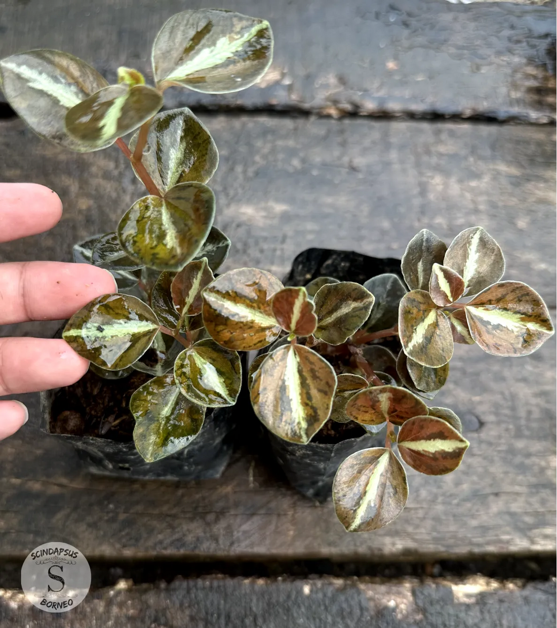 Peperomia Metalicum - Scindapsus Borneo