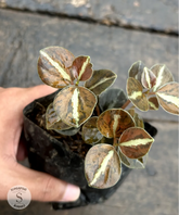 Peperomia Metalicum - Scindapsus Borneo