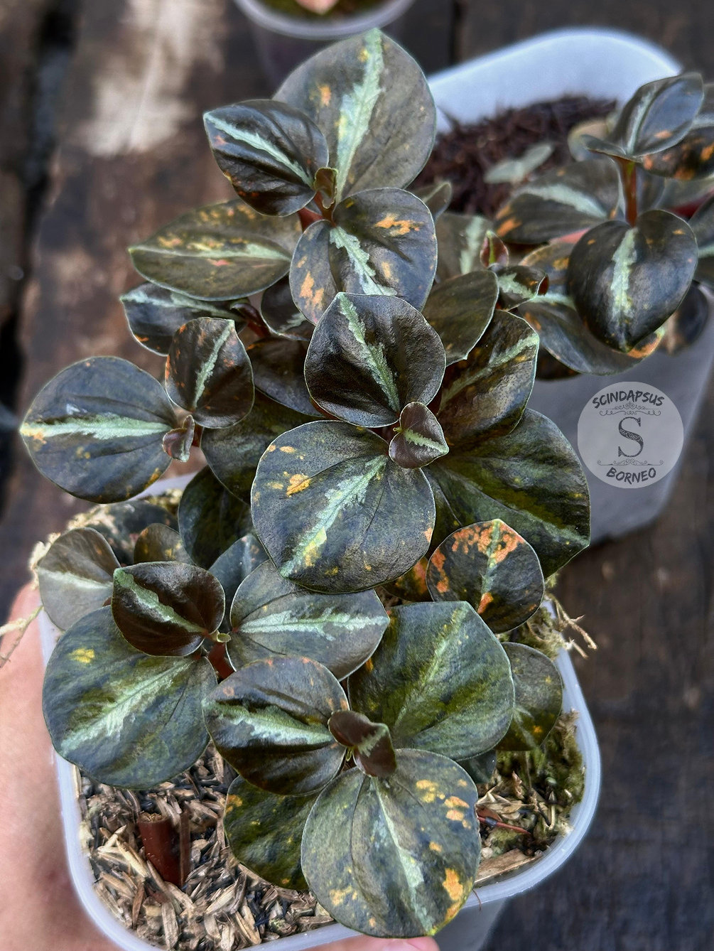 Peperomia Orange Metallic 2 - Best Selected