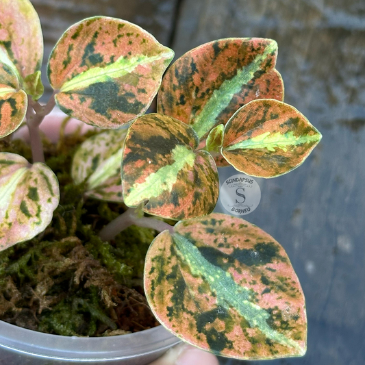 Peperomia Orange Metallic 1 - Best Selected