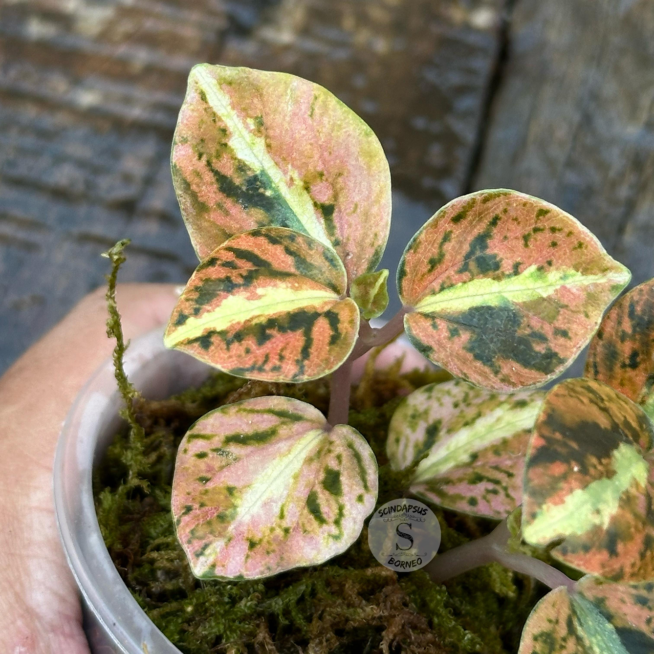 Peperomia Orange Metallic 1 - Best Selected