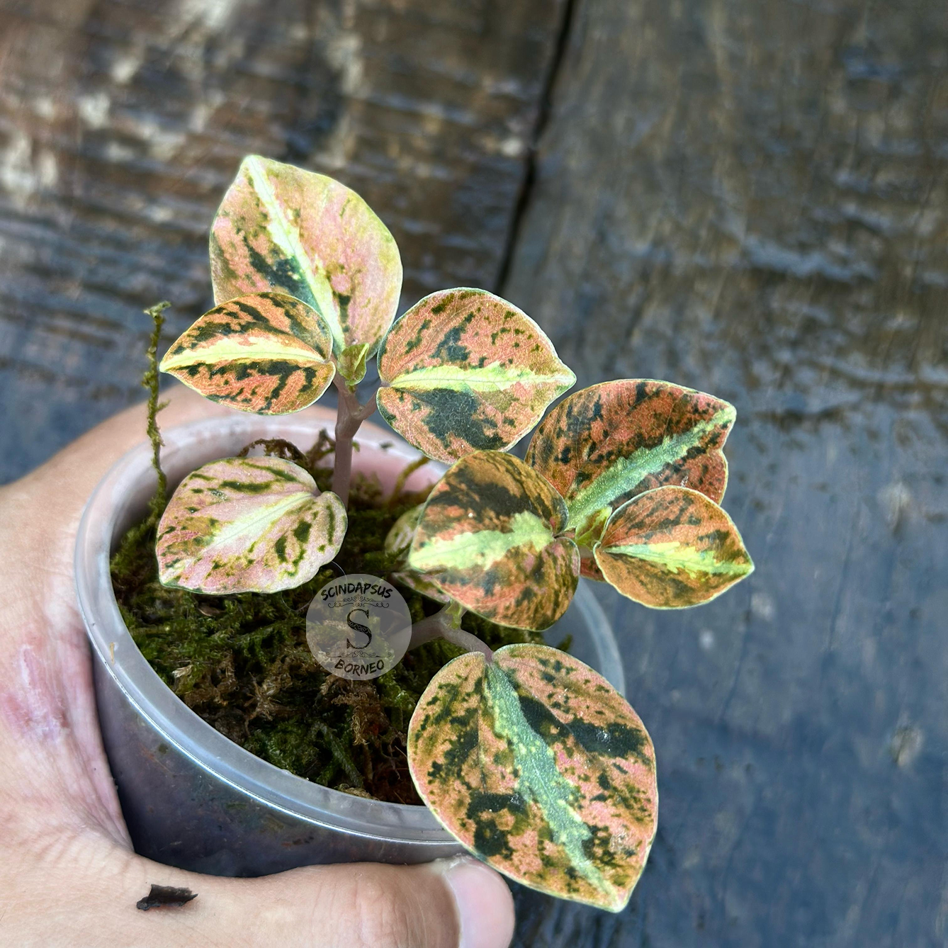 Peperomia Orange Metallic 1 - Best Selected