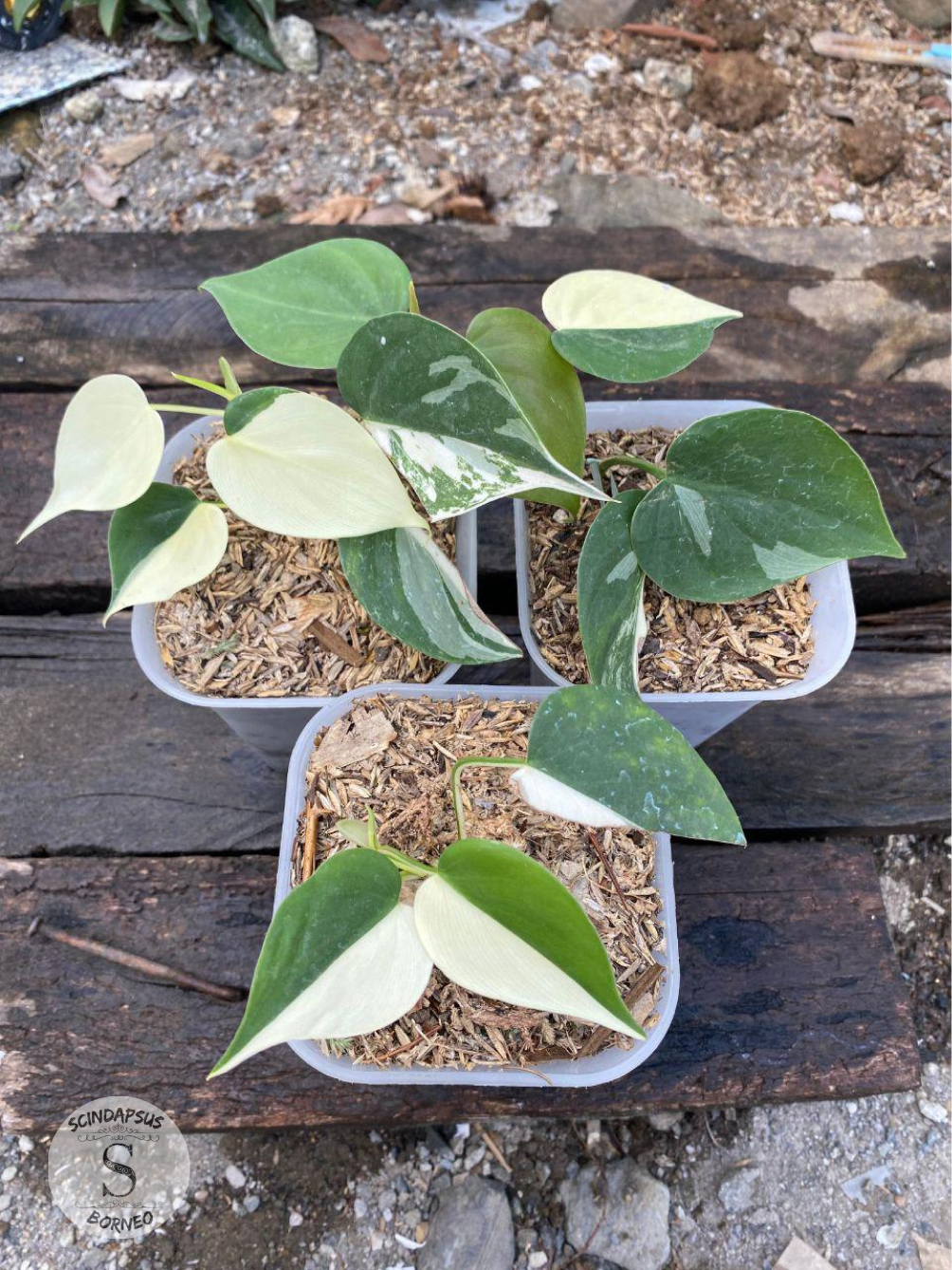Philodendron Hederaceum Albo - Scindapsus Borneo