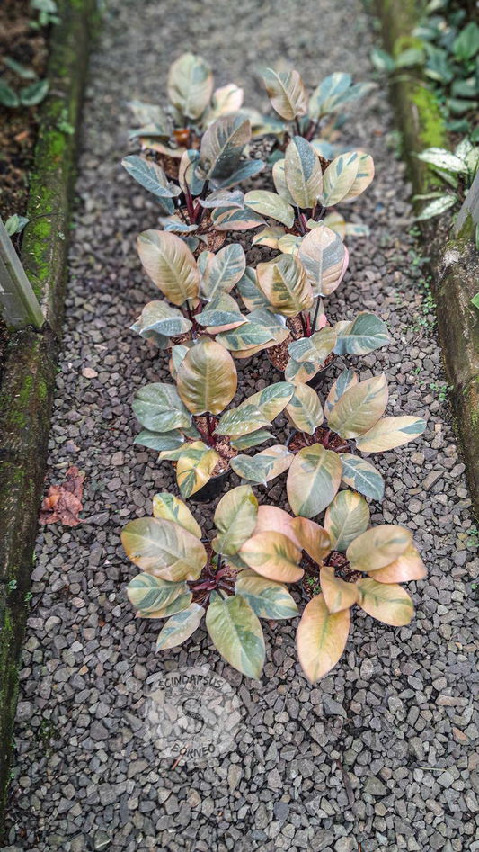 Philodendron Black Cardinal Variegated
