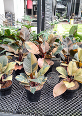 Philodendron Black Cardinal Variegated  Scindapsus Borneo