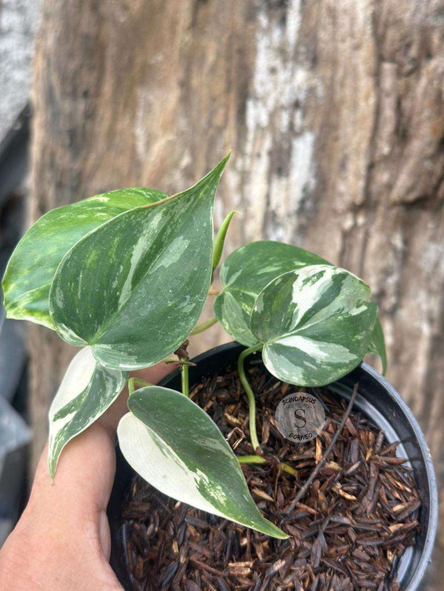 Philodendron Heartleaves Albo Ch.1 - Best Selected