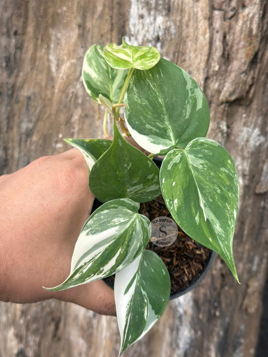 Philodendron Heartleaves Albo Ch.2 - Best Selected