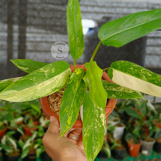 Philodendron Domesticum Variegated