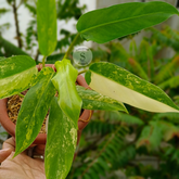 Philodendron Domesticum Variegated - Scindapsus Borneo