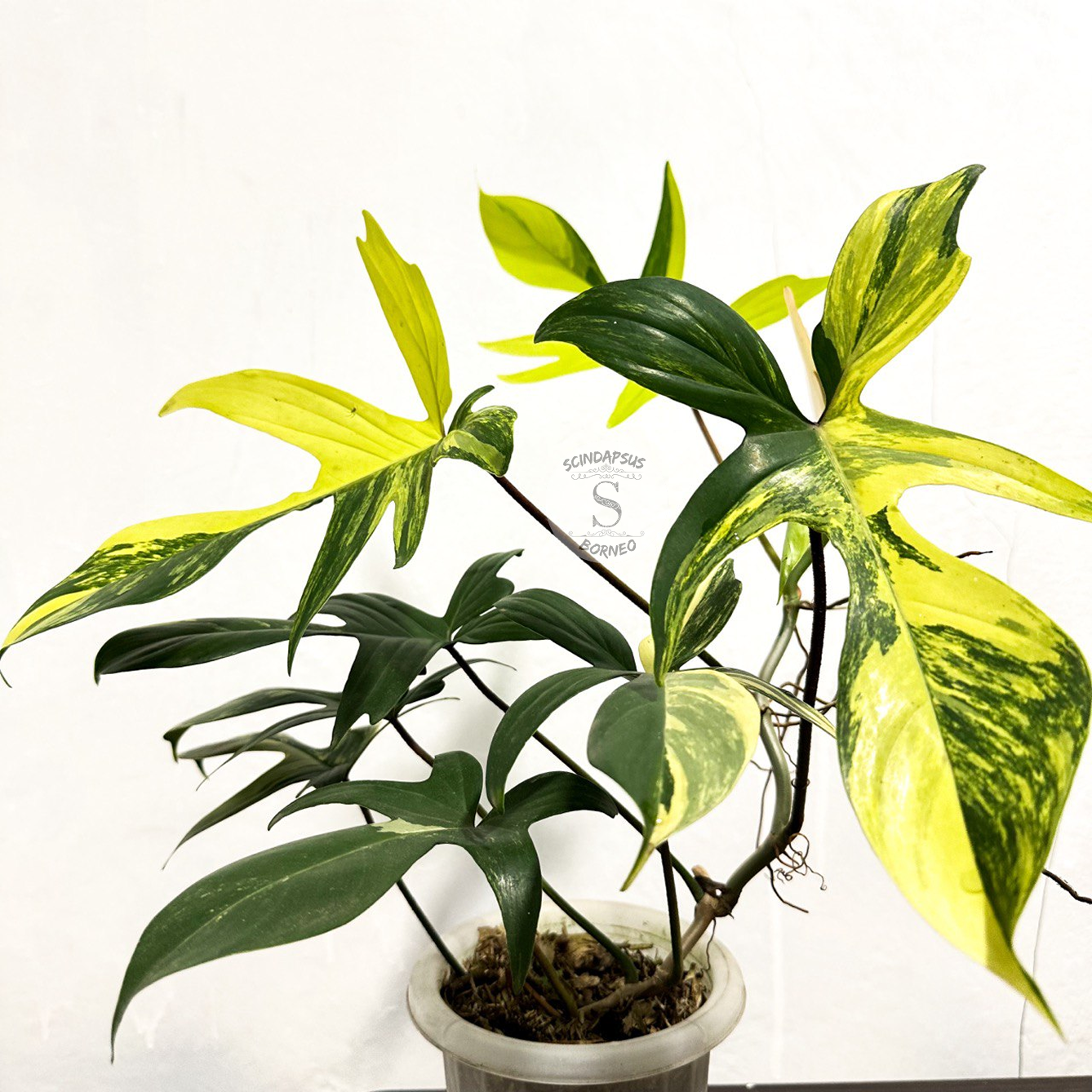 Philodendron Florida Beauty Variegated