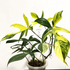 Philodendron Florida Beauty Variegated - Scindapsus Borneo