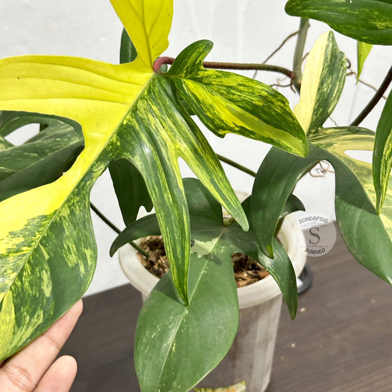 Philodendron Florida Beauty Variegated