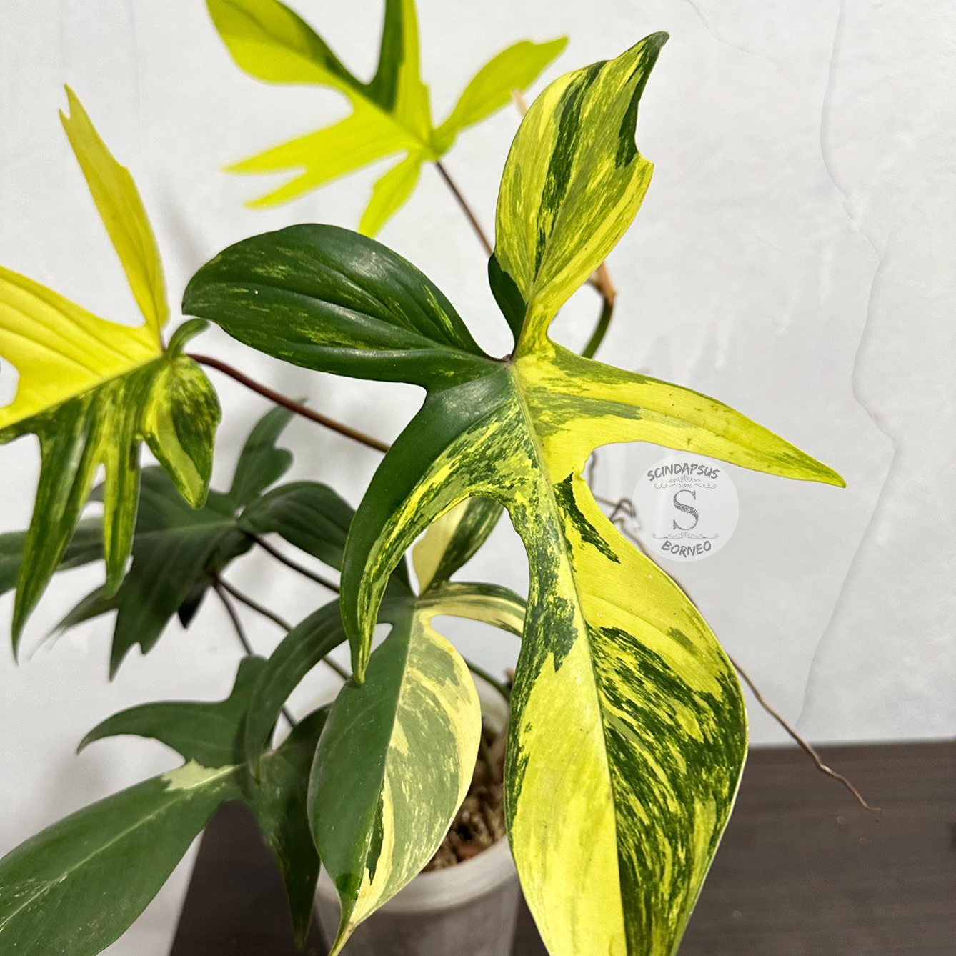 Philodendron Florida Beauty Variegated