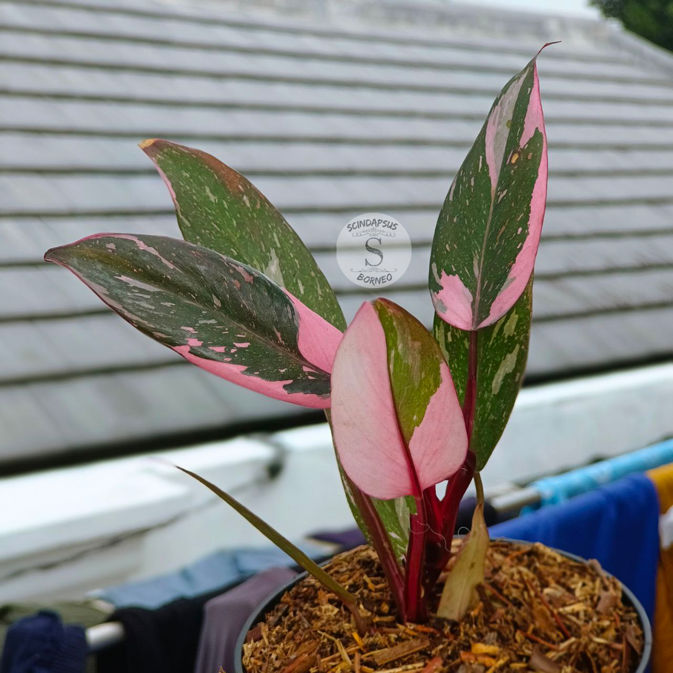 Philodendron Pink Princes F1