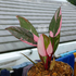 Philodendron Pink Princes F1 - Scindapsus Borneo