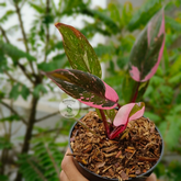 Philodendron Pink Princes F1 - Scindapsus Borneo