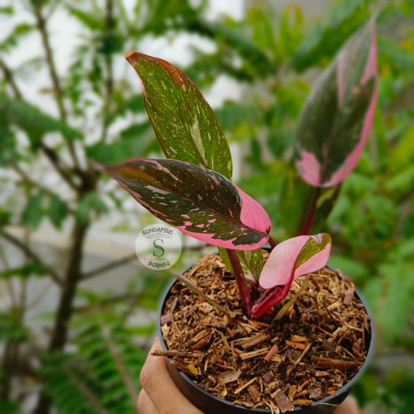 Philodendron Pink Princes F1 - Scindapsus Borneo