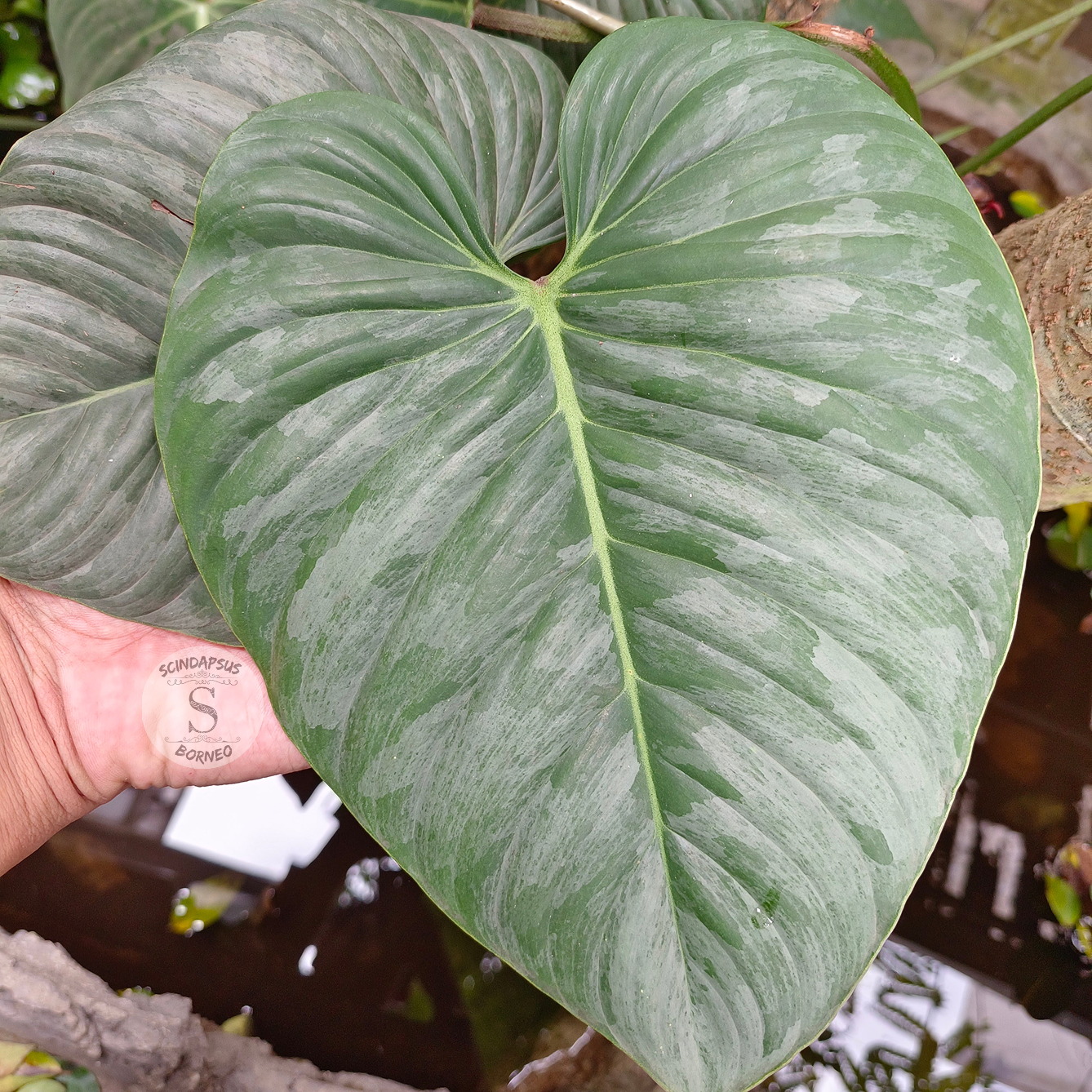 Philodendron Sodiroi - Scindapsus Borneo