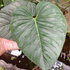 Philodendron Sodiroi - Scindapsus Borneo