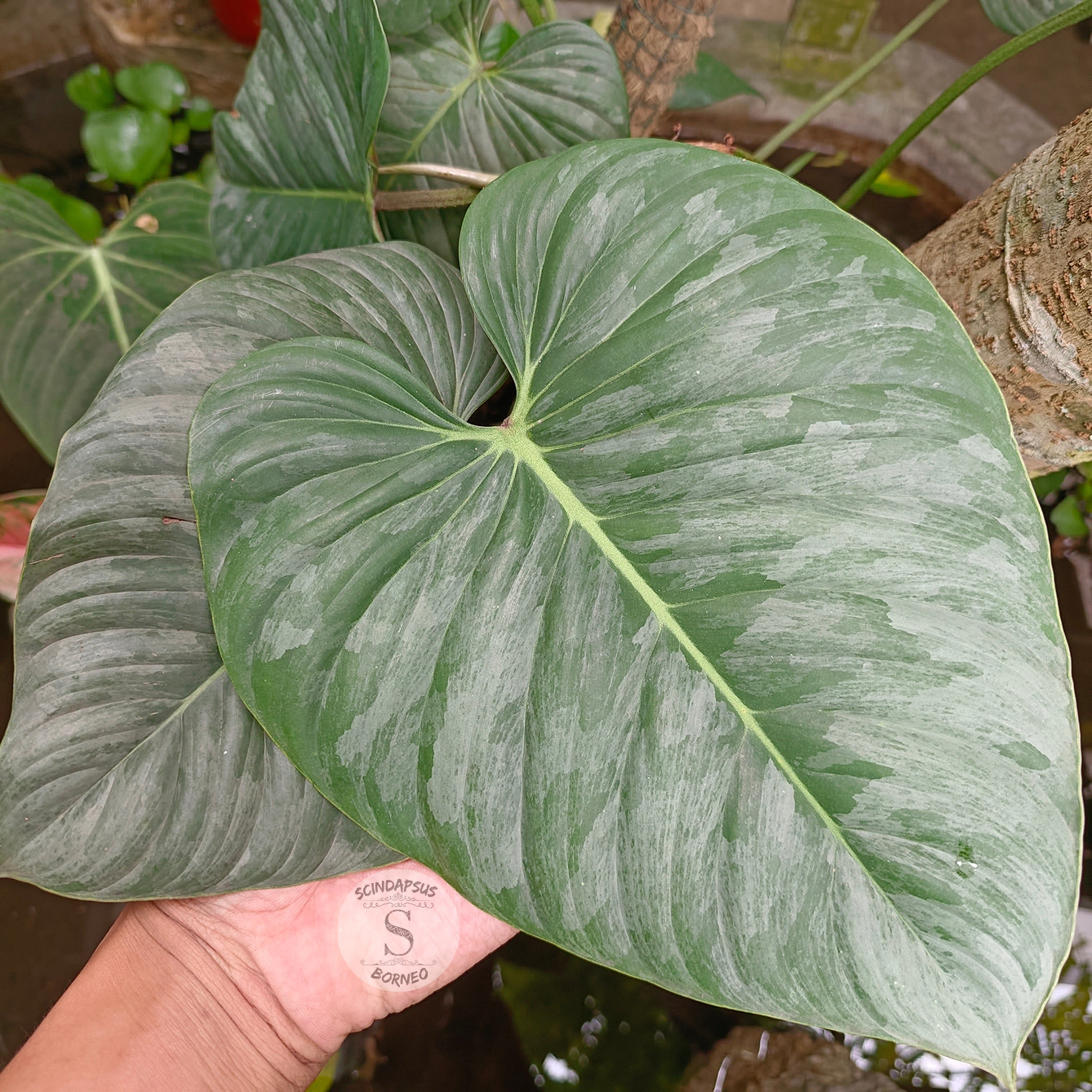 Philodendron Sodiroi - Scindapsus Borneo