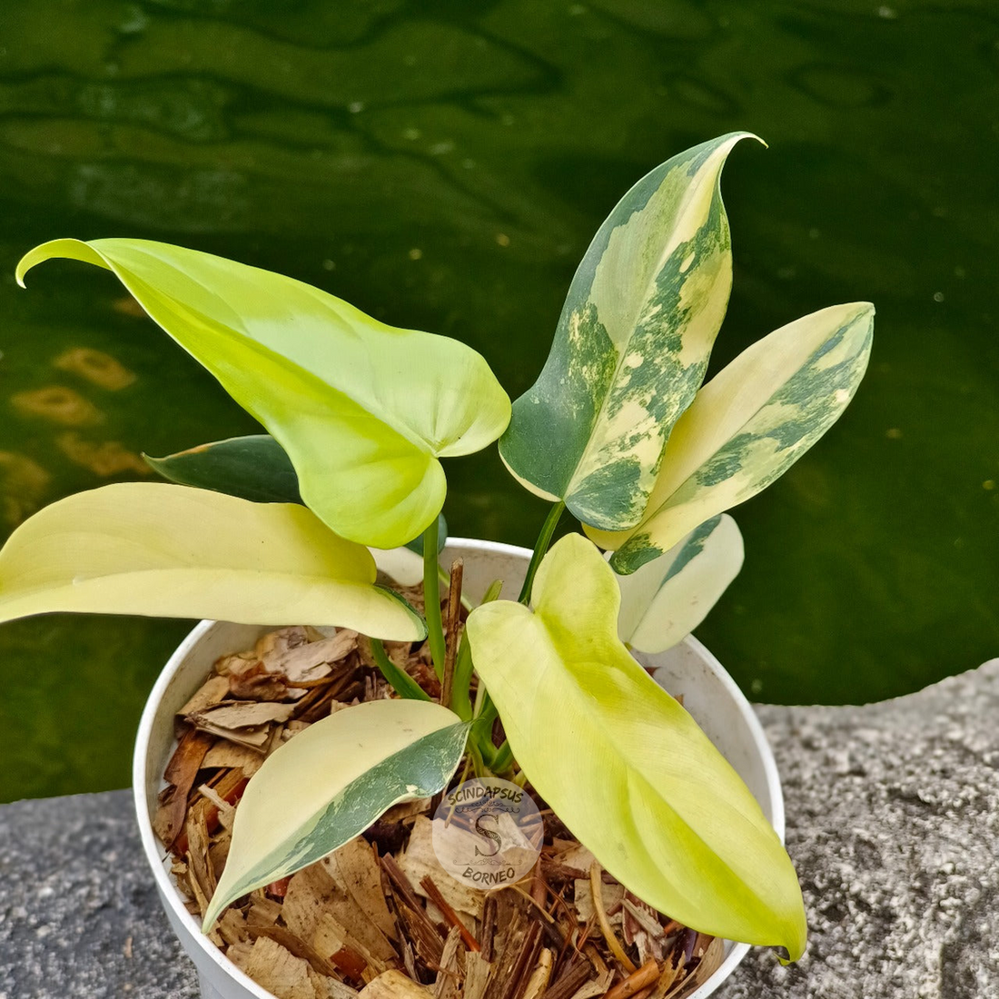 Philodendron Violin Aurea - Scindapsus Borneo