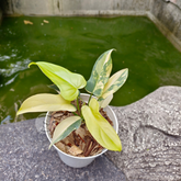 Philodendron Violin Aurea - Scindapsus Borneo