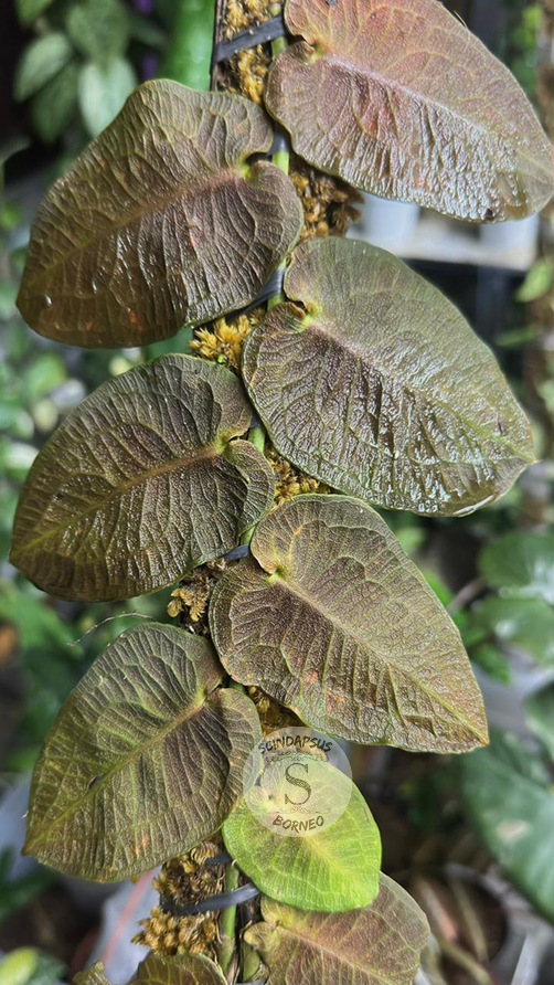 Pothos Barberianus Sp Borneo
