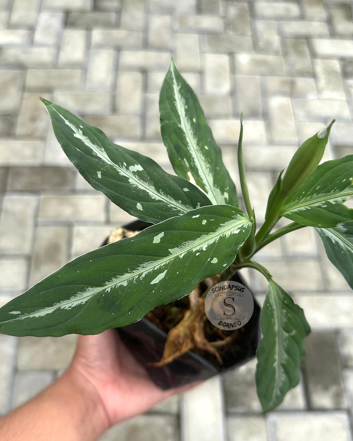 Pictum Bicolor - Scindapsus Borneo