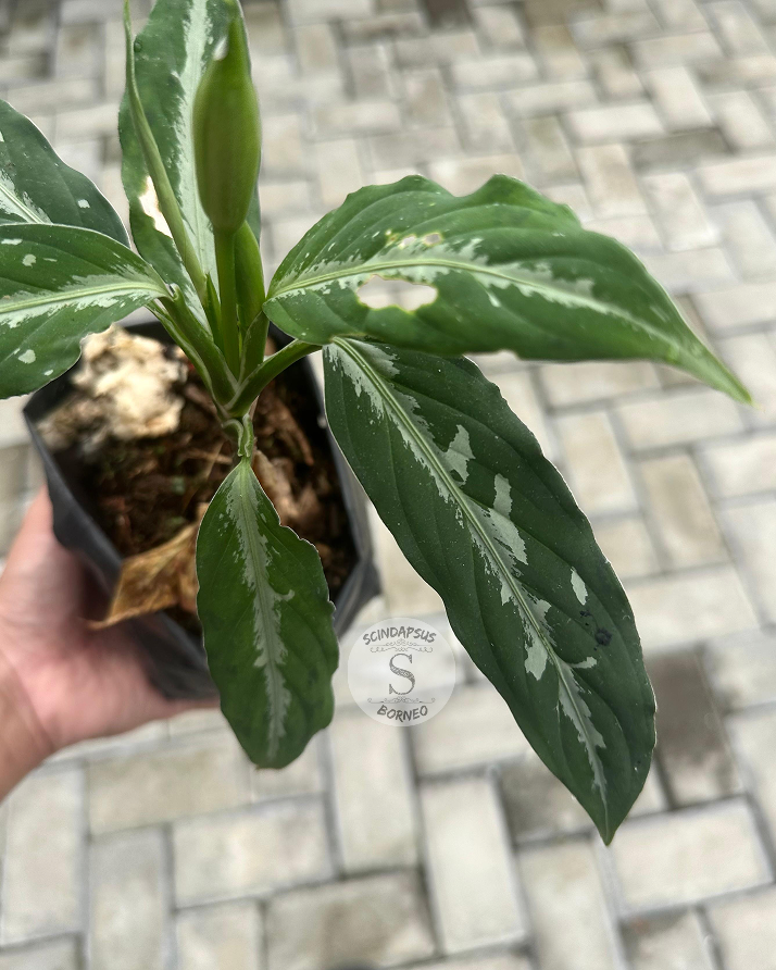 Pictum Bicolor - Scindapsus Borneo