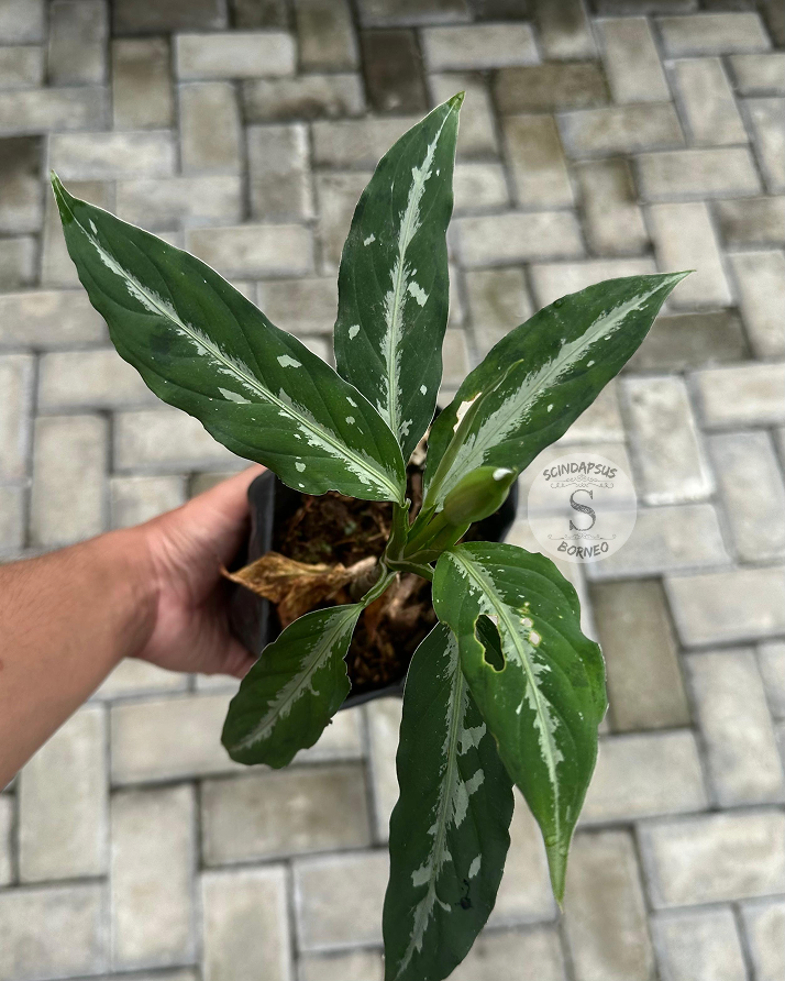 Pictum Bicolor - Scindapsus Borneo