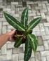 Pictum Bicolor - Scindapsus Borneo