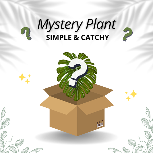 Mystery Plant - Simple & Catchy 🌿
