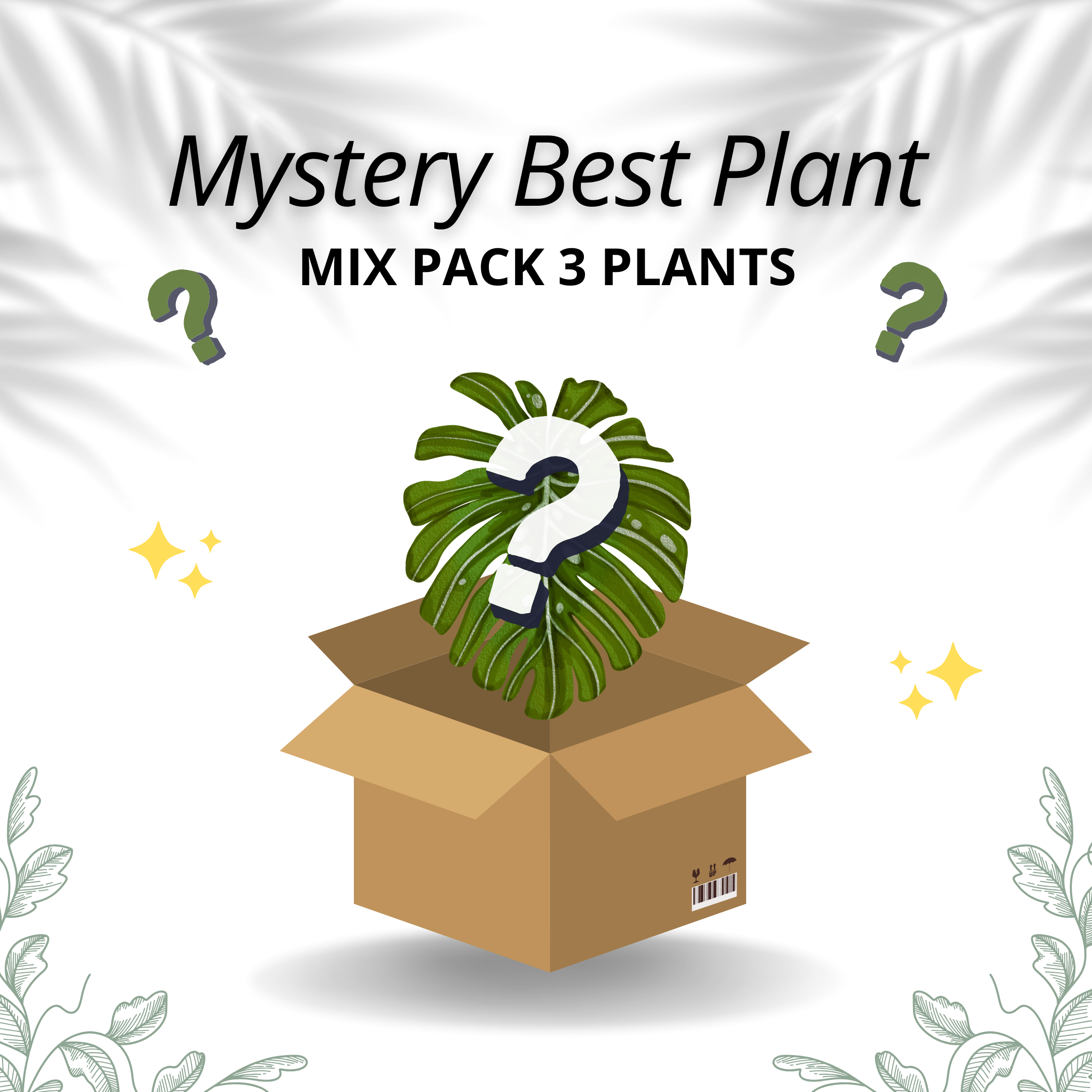 Mystery Best Plant - Mix Pack 3 Plants - Scindapsus Borneo