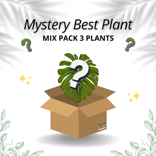Mystery Best Plant - Mix Pack 3 Plants