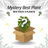 Mystery Best Plant - Mix Pack 3 Plants - Scindapsus Borneo