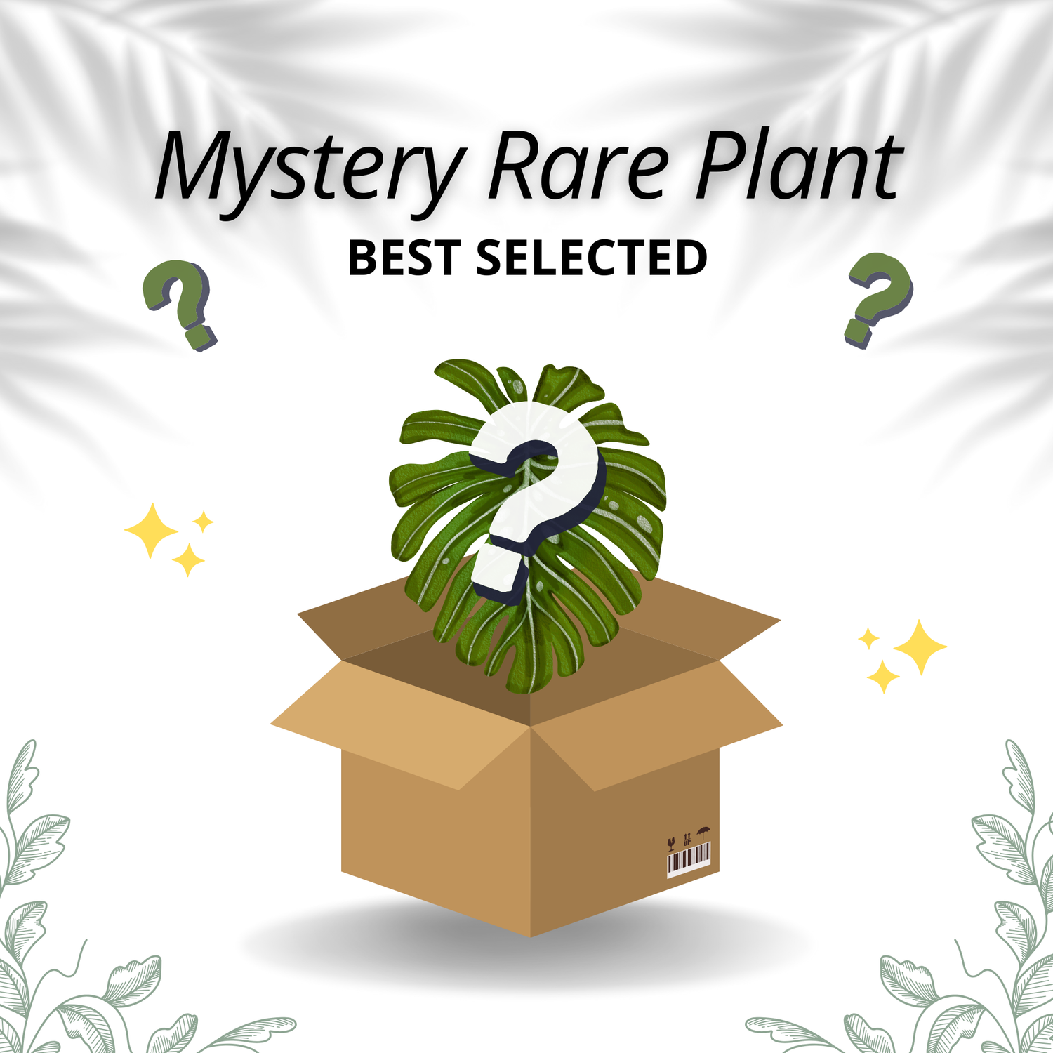 Mystery Rare Plant - Best Selected - Scindapsus Borneo