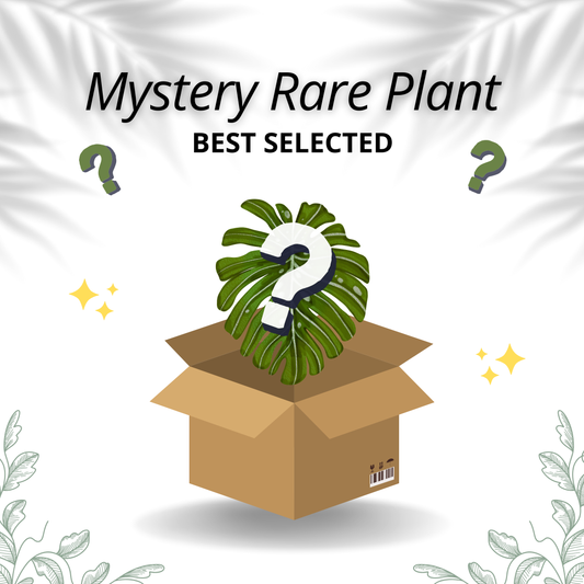 Mystery Rare Plant - Best Selected