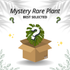 Mystery Rare Plant - Best Selected - Scindapsus Borneo