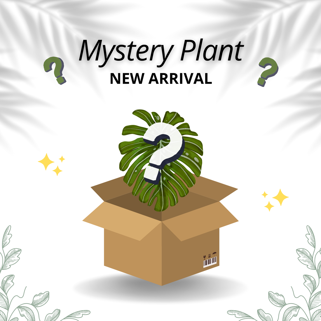 Mystery Plant - New Arrival - Scindapsus Borneo