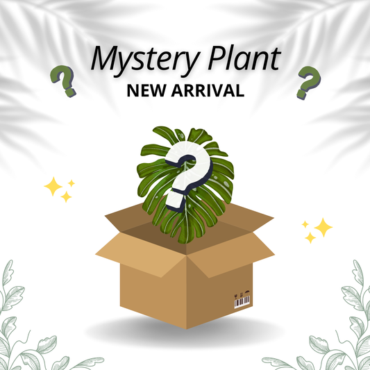 Mystery Plant - New Arrival