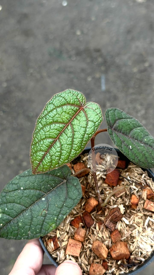 Piper Batman Green Red Line