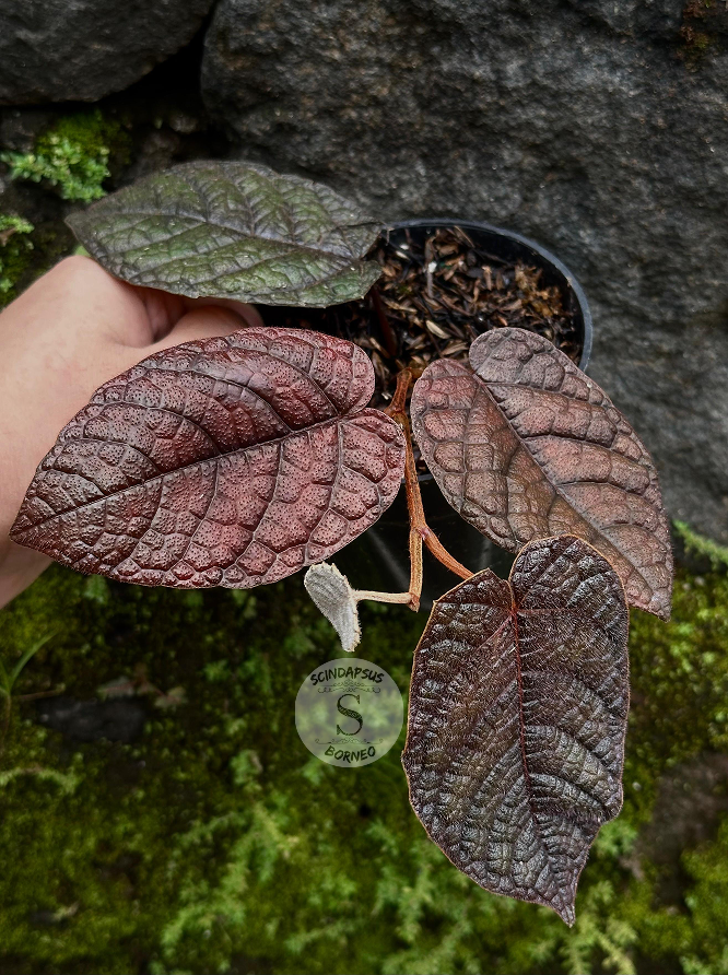 Piper Batman Dark Purple