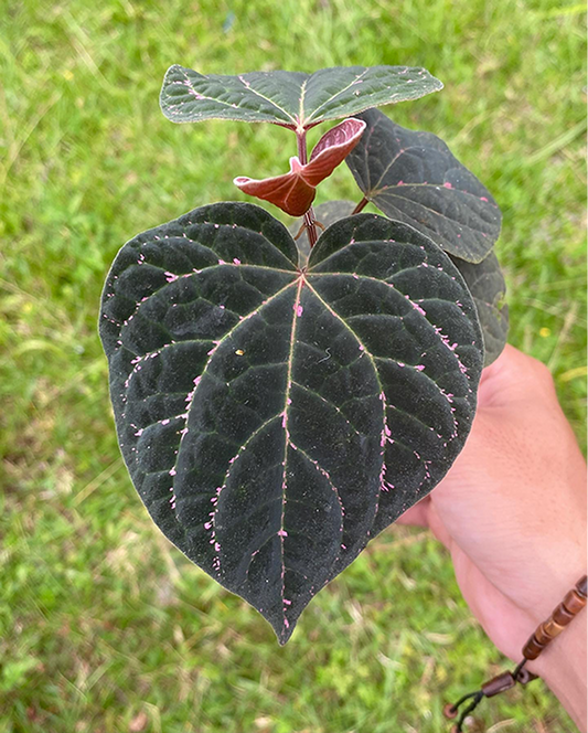 Piper Black Pink Sp Borneo