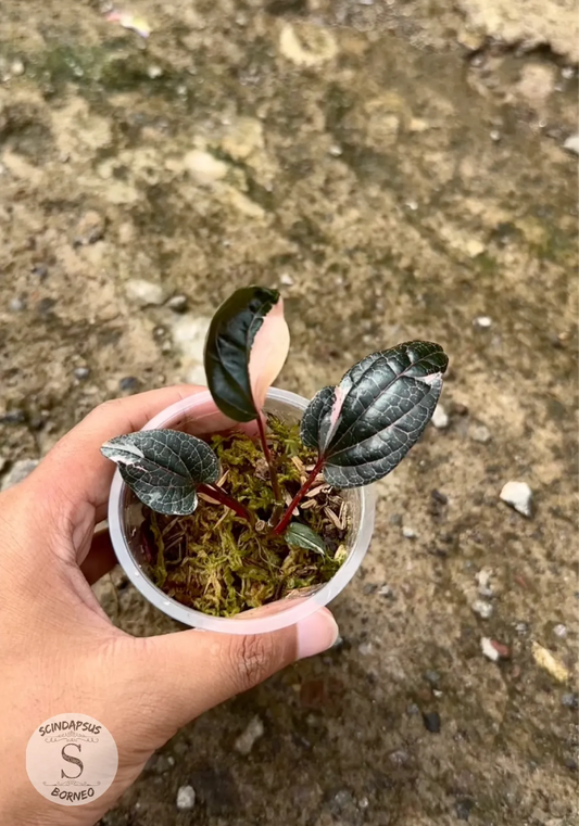 Piper Red Spider Varigata